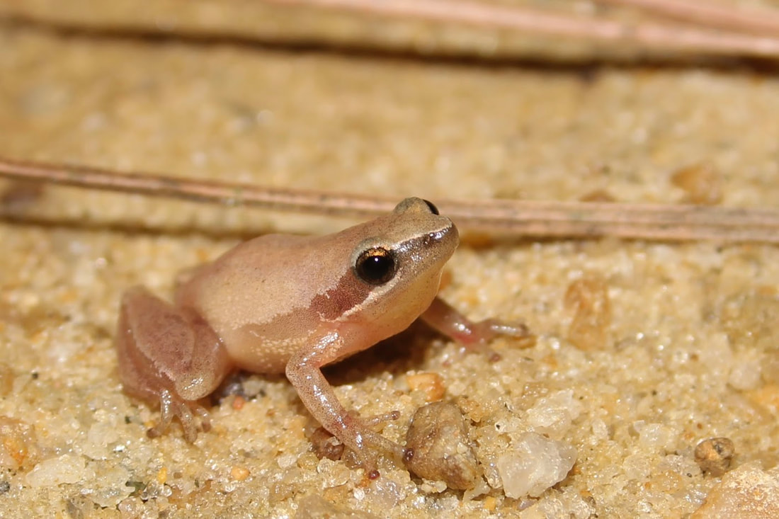 Little Grass Frog (Pseudacris ocularis) - HERPING VIRGINIA